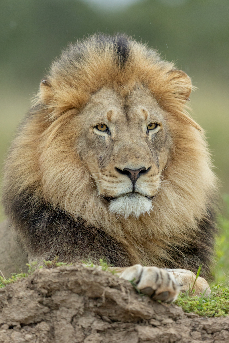 Male Lions Fight For Mating Rights Kariega Game Reserve 